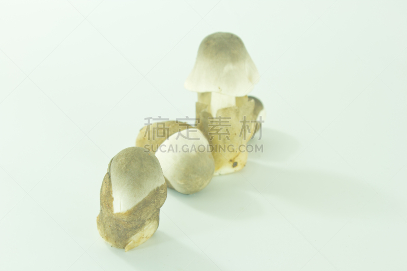 草菇,褐色,水平画幅,素食,生食,膳食,商店,篮子,明亮,白色