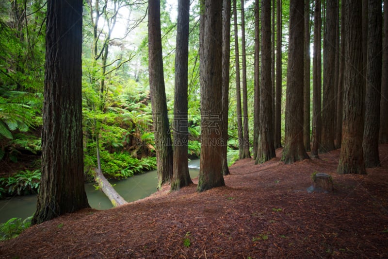 红木森林,水平画幅,无人,giant sequoia,户外,红杉,自然公园,风景,灌木,约克郡