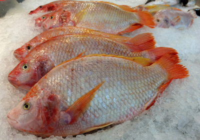 肉,鱼类,罗非鱼,水平画幅,生食,膳食,海产,特写,泰国,白色