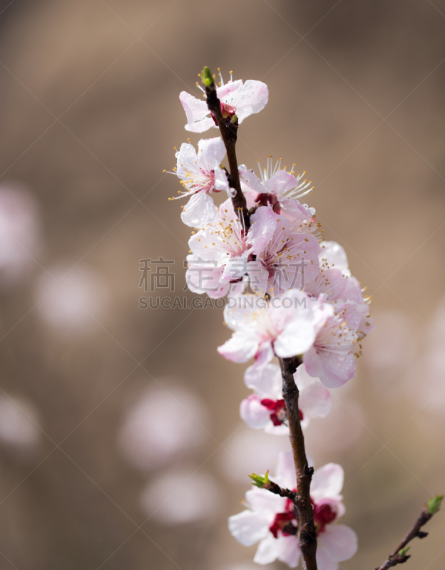 自然美,枝,无人,植物海滩,哈萨克斯坦,垂直画幅,伦敦马拉松赛,图像,大自然保护协会,马拉松赛跑