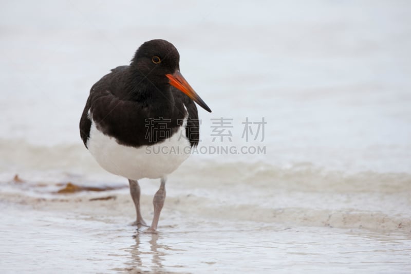 蛎鹬,自然,野生动物,水平画幅,福克兰群岛,无人,鸟类,野外动物,幼小动物,觅食