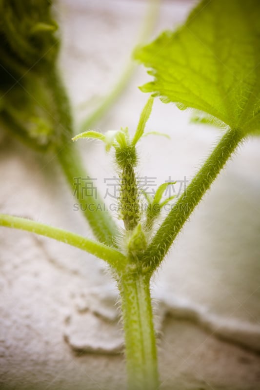 花蕾,雌花,卵巢,萼片,垂直画幅,仅一朵花,植物,园艺,大特写,黄瓜