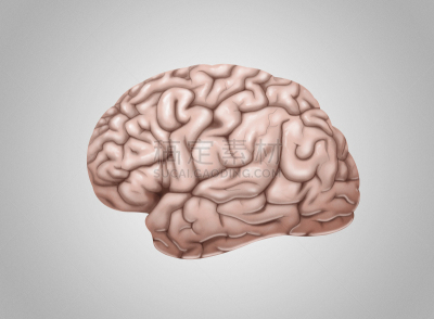 人脑,人造的,灵感,神经系统,水平画幅,智慧,科学实验,科学,生物学,心理健康