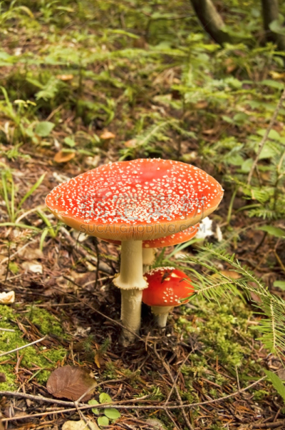 鹅膏菌,橙色伞菌,伞形毒菌,孢子,自然,红色,季节,秋天,垂直画幅,图像