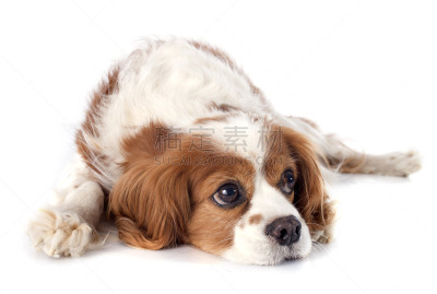 骑士,布莱尼姆,英国小猎犬,查理王小猎犬,斯班尼犬,纯种犬,狗,一只动物,哈巴狗,动物