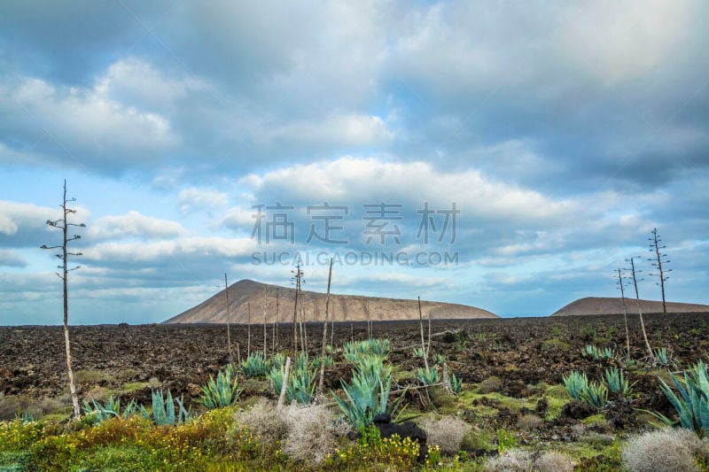 timanfaya national park,龙舌兰属植物,棕榈树,植物群,鸡尾酒,兰萨罗特岛,火山地形,加那利群岛,自然,水平画幅