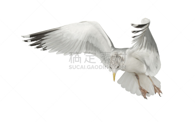黑脊鸥,欧洲银鸥,白色,白色背景,背景分离,野生动物,灰色,图像,翅膀,脊椎动物