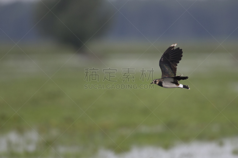 麦鸡亚科,田地,在上面,北,野生动物,水平画幅,欧洲,鸟类,夏天,沼泽