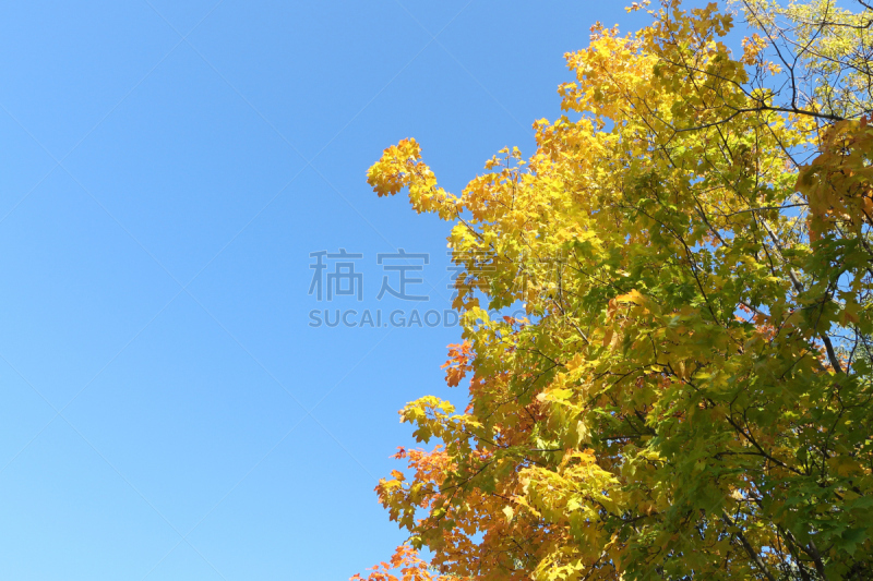 天空,枝,枫树,海洋,挪威枫,留白,水平画幅,枝繁叶茂,无人,九月