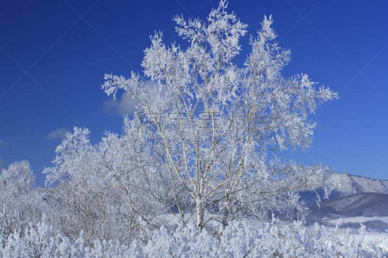 雾淞,自然,天空,水平画幅,地形,富良野盆地,雪,无人,蓝色,日本