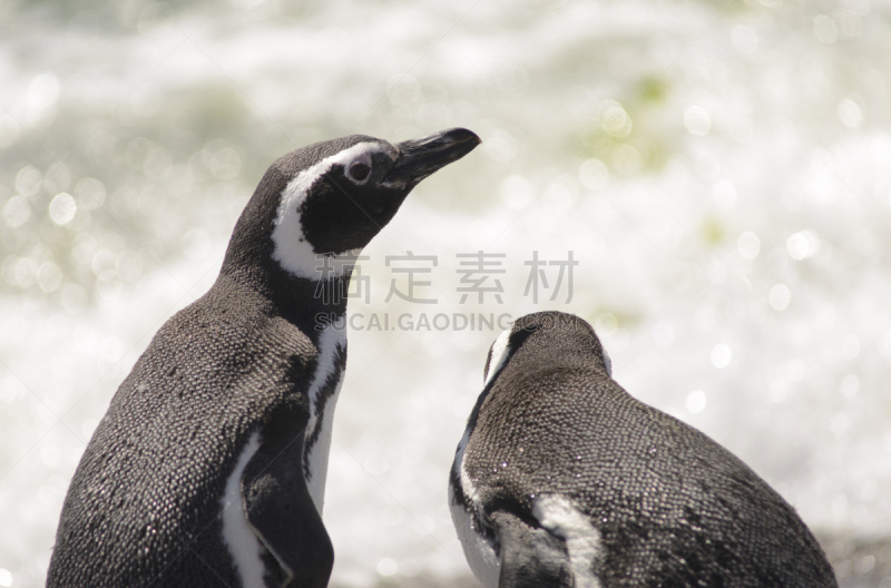 麦哲伦海峡企鹅,企鹅,加拉帕戈斯企鹅,潘塔 汤宝,洪堡企鹅,麦哲伦－智利南极区,火地岛群岛,火地群岛,圣克鲁斯省,狩猎动物