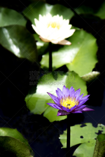 荷花,泰国,自然美,紫色,垂直画幅,水,美,绿色,睡莲,伊丽莎白二世