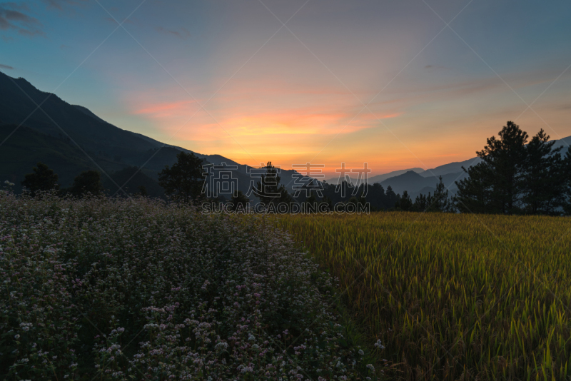 拉茶,田地,越南,稻,mud pot,白族,背景,花,日落