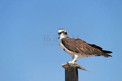 鸟类,鱼鹰,墨西哥,下加利福尼亚州,水,天空,褐色,食肉鸟,水平画幅,动物身体部位