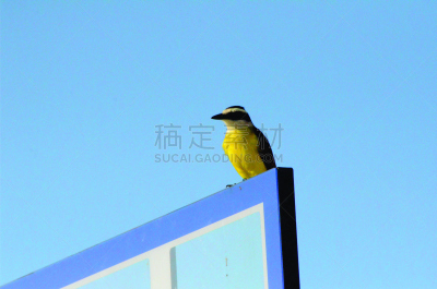 电报机,瓜路狭,圣保罗州,歌手,水平画幅,无人,鸟类,巴西,摄影