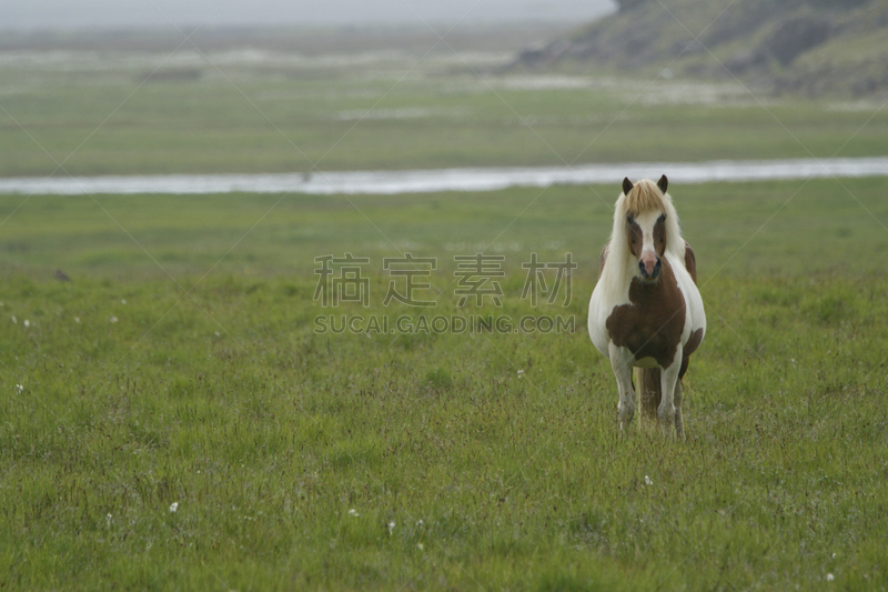 冰岛马,冰岛中南部,褐色,风,水平画幅,无人,草原,两只动物,野外动物,户外