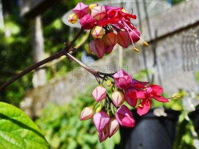 藤架,宏伟,红心鸡鸠,马鞭草科,圣卡塔琳娜,自然,美,水平画幅,绿色,无人