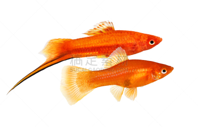 剑尾鱼,鱼类,白色,红色,雄性动物,水族馆,分离着色,一对,雌性动物,动物鳍
