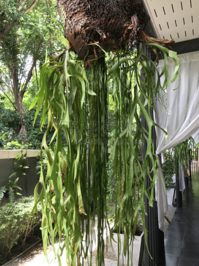 鹿角蕨,鹿角骄傲,垂直画幅,雄鹿,巨大的,附生植物,生物学,雨林,生态多样性,明亮