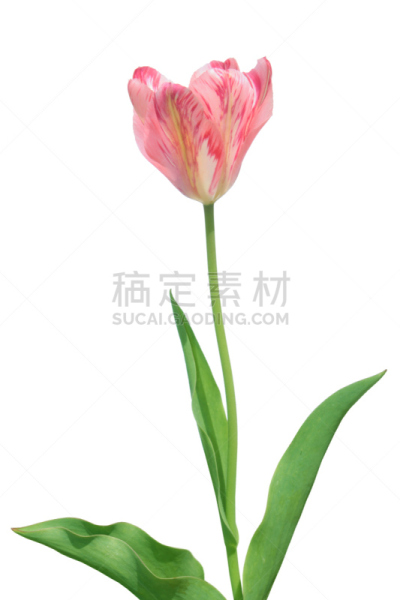 郁金香,杂色的,病毒,伦勃朗郁金香,患病植物,垂直画幅,植物,无人,白俄罗斯,破坏