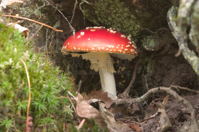 毒蝇菇,自然,水平画幅,根部,秋天,无人,有毒生物体,苔藓,蘑菇,毒蘑菇