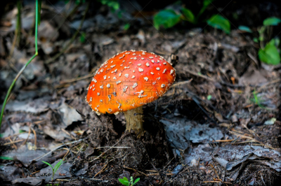 森林,毒蝇菇,蘑菇,伞形毒菌,毒蘑菇,褐色,水平画幅,无人,夏天,户外