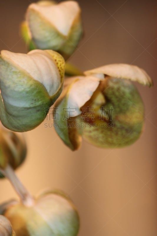 兰花,自然,垂直画幅,美国,雄蕊,无人,特写,单子叶植物,花蕾,植物