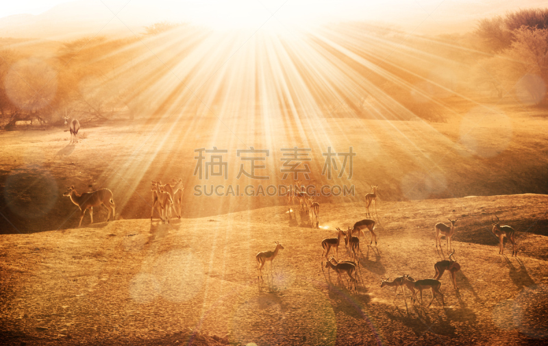 黎明,羚羊,跳羚,长角羚,角羚,黑斑羚,天空,公园,水平画幅,无人