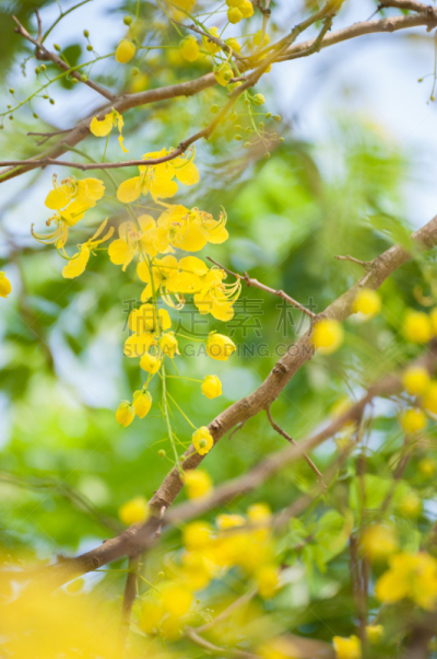 紫色,花朵,粉色,垂直画幅,无人,特写,花见节,花蕾,植物,悬挂的