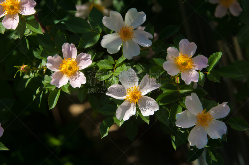狗,玫瑰,美,水平画幅,法式食品,特写,植物,植物学,灌木,叶子