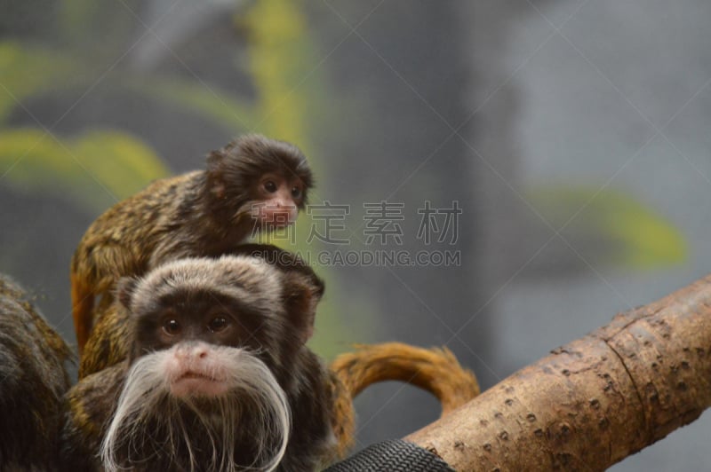 髭长尾猴,褐色,美国,水平画幅,无人,面部表情,小胡子,幼小动物,白色,动物