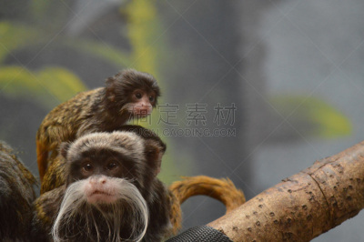 髭长尾猴,褐色,美国,水平画幅,无人,面部表情,小胡子,幼小动物,白色,动物