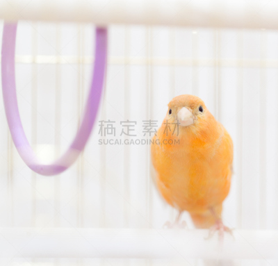 鸟类,笼子,无人,哈萨克斯坦,捕捉夜晚活动,图像,印度野生动物园,水平画幅,筑巢处,摄影