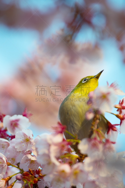 海角白眼鸟,樱桃,自然,垂直画幅,樱花,无人,鸟类,花头,北美歌雀,摄影