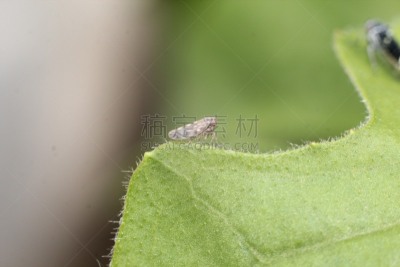 吹沫虫,自然,野生动物,水平画幅,无人,动物学,丑陋,户外,生物学,特写