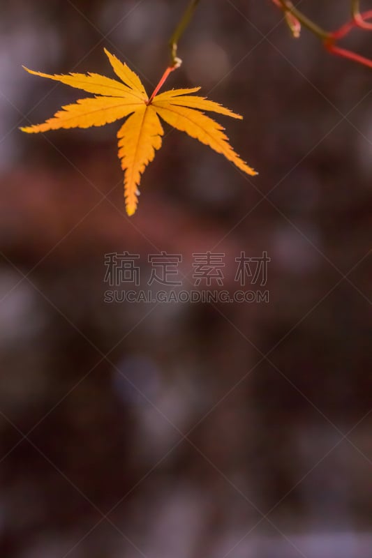 叶子,日本,五月柱,红松,鸡爪枫,四季,枫叶,自然,垂直画幅,美