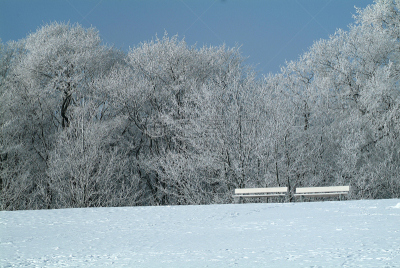 寒冷,水平画幅,冬天,雪,无人,库克斯港,2015年,户外,摄影,树