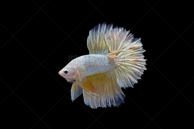 鱼类,自然,美,艺术,水平画幅,泰国,水族馆,水生动植物,动物,尾巴