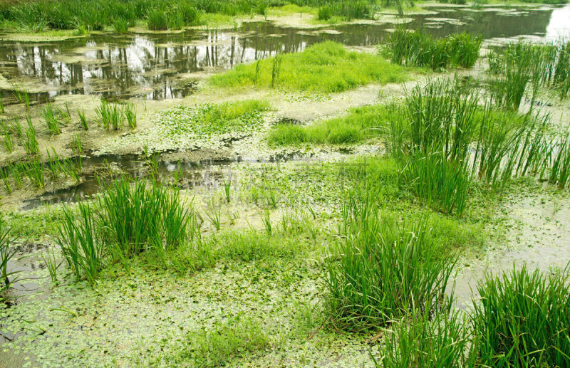 草河,水,美,水平画幅,无人,早晨,夏天,户外,湖,草