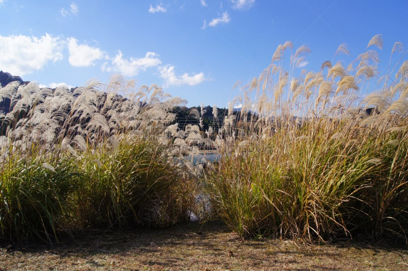 潘帕斯大草原,芒草,自然,植物,水平画幅,无人,风景,户外,湖,神奈川县