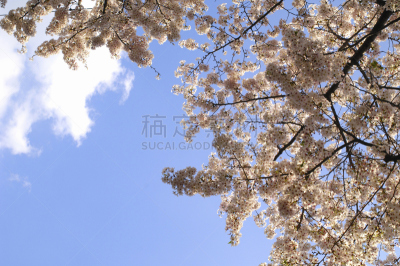 Cherry and wata雲