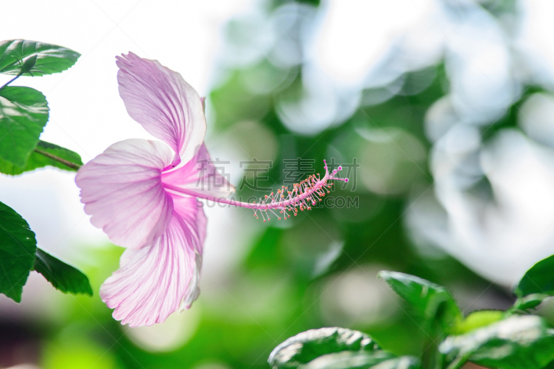 粉色,自然,水平画幅,雄蕊,无人,色彩鲜艳,夏天,马来西亚,花柱头,木槿属