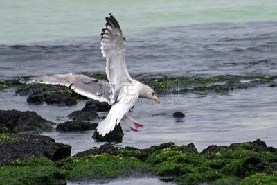 高动态范围成像,嘉龄,西方海鸥,济州岛,燕鸥,慢镜头,海鸥,清新,自然界的状态,一致
