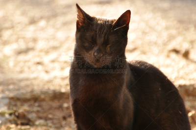 野生猫科动物,黑色,自然,野生动物,水平画幅,无人,猫科动物,猫,2015年,动物