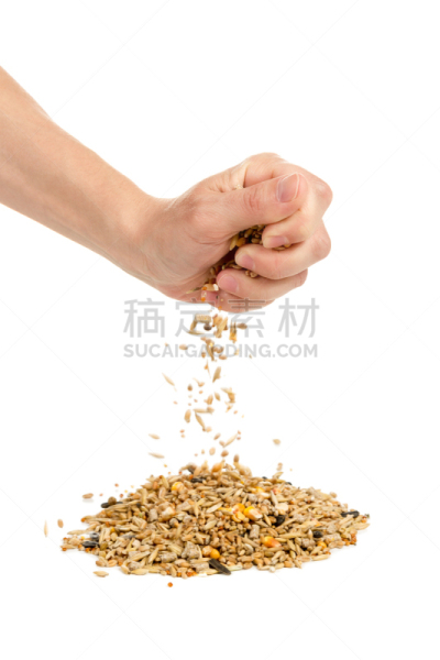 谷类,手,垂直画幅,指甲,漏泄,干的,白人,长寿饮食,特写,部分