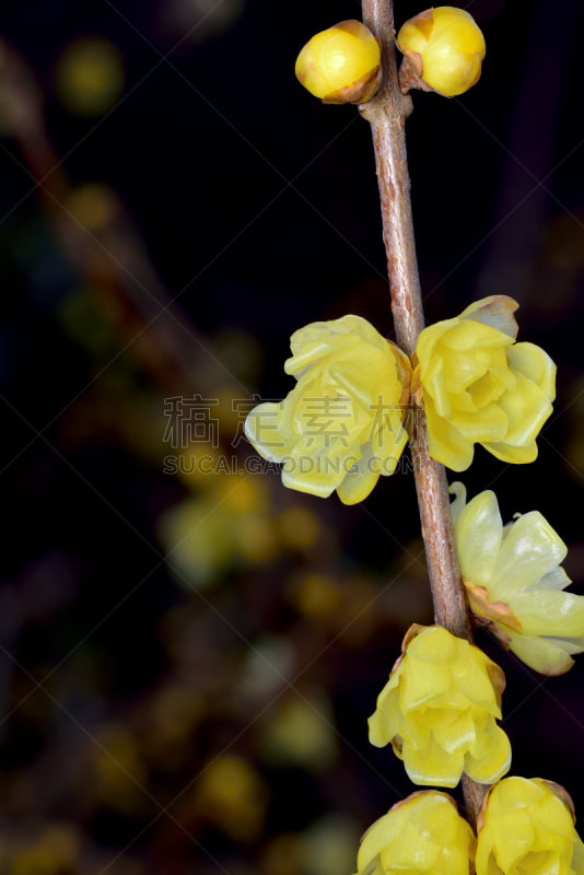 蜡梅,奈良市,奈良县,梅花,垂直画幅,美,无人,日本,特写,自然美