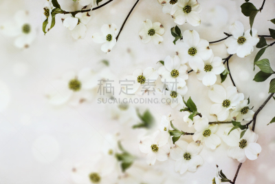 开花的山茱萸,春天,花朵,山茱萸花,山茱萸,箭木,留白,水平画幅,无人,特写