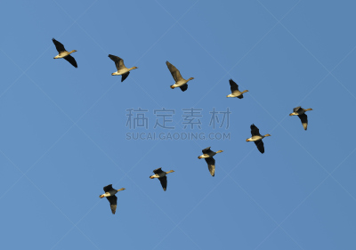 豆雁,编队飞行,鸟编队飞行,雁属,一群鸟,动物迁徙,狩猎鸟类,有序,鸟类,v形