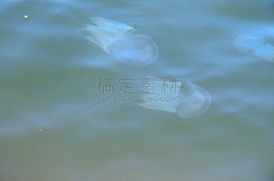 水母,河流,水,美,水平画幅,水下,光亮,热带气候,水生动植物,光