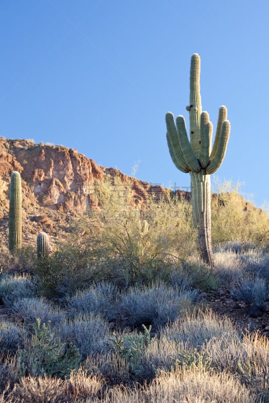 萨挂诺仙人掌,沙漠,阿帕基小路,tonto national forest,垂直画幅,美,公园,气候,无人,岩层